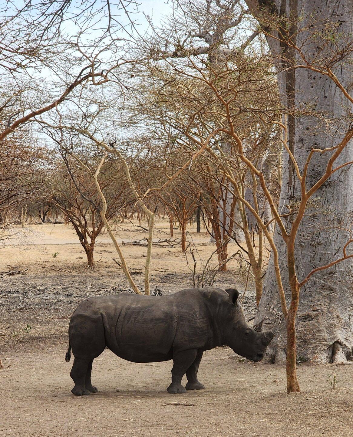 Northern white rhinoceros