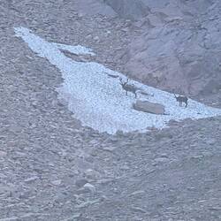 2 Rentiere im Schnee