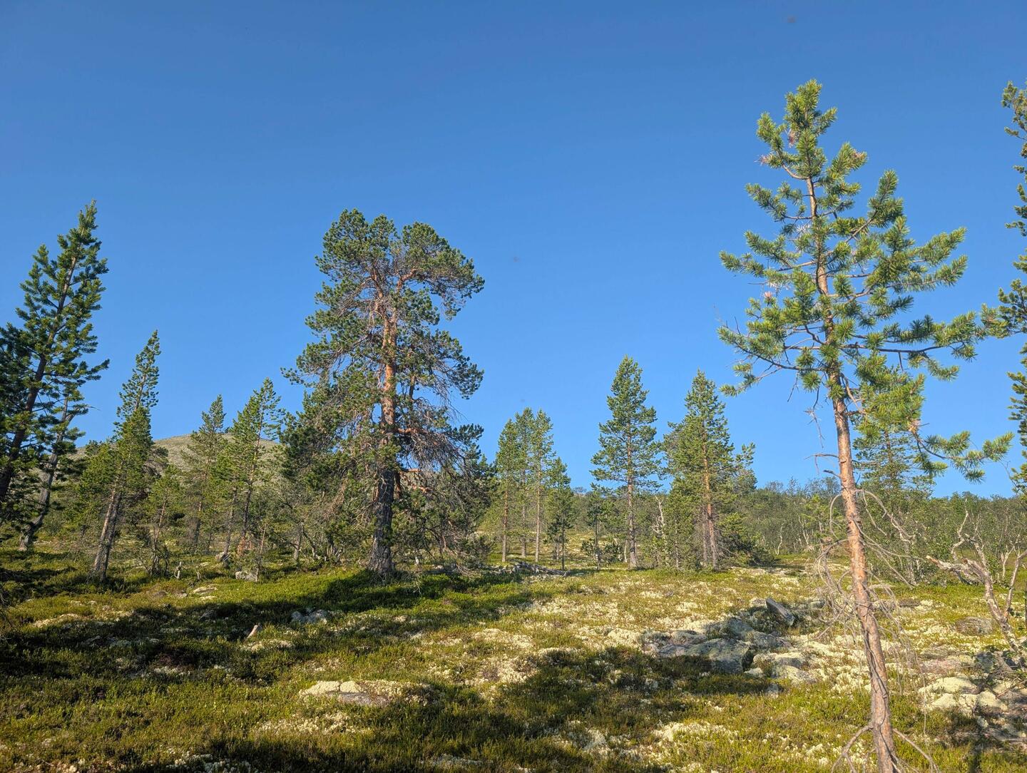 Kiefern stehen sehr licht