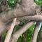 Can you spot the offending cicada?