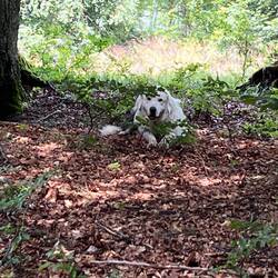 aufmerksamer Schutzhund im Hintergrund