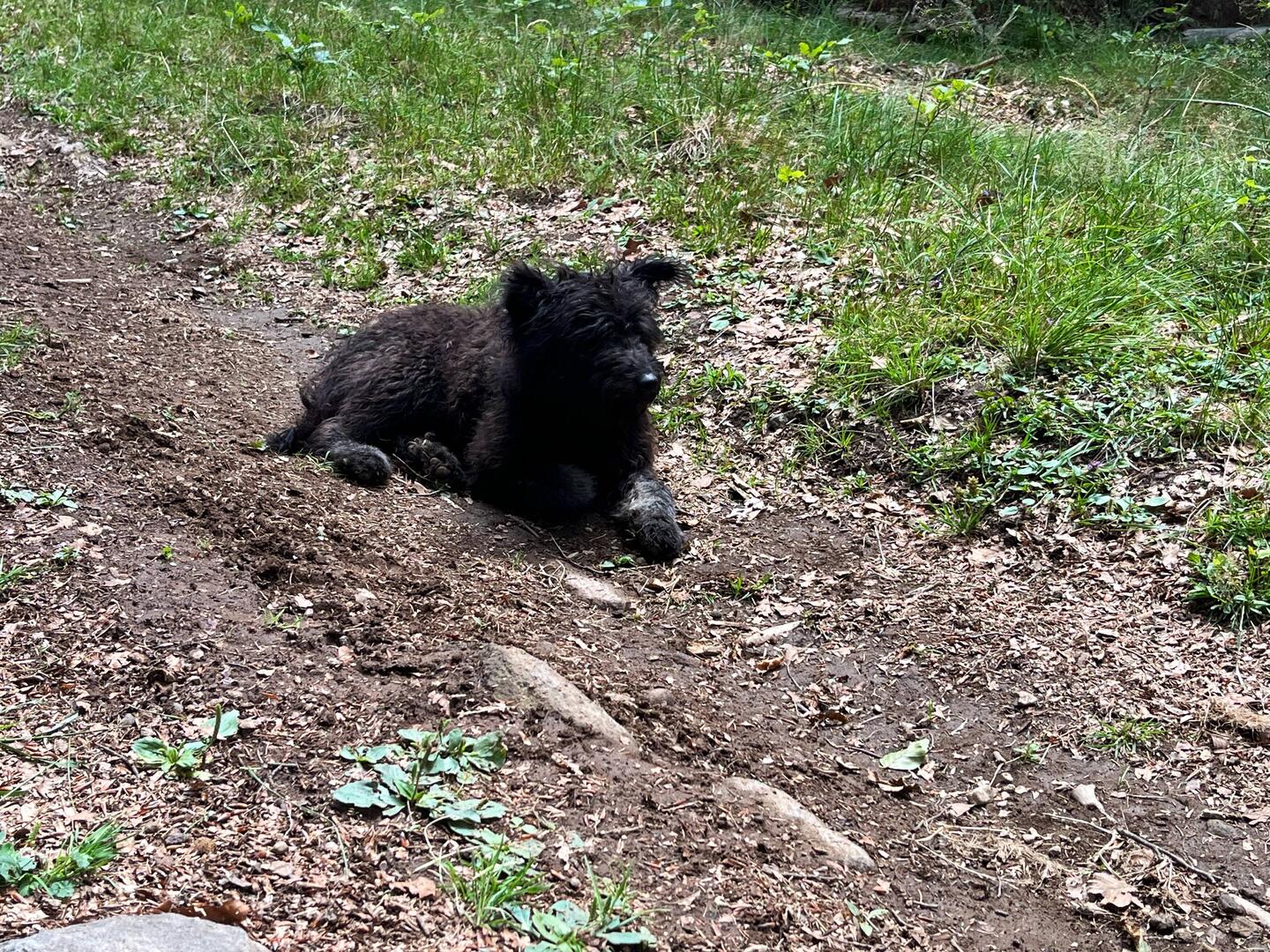 Alarm Hund - etwas fotoscheu 😉