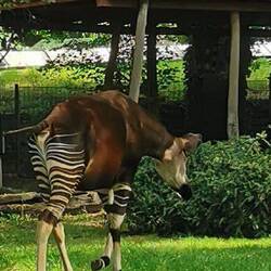 Topkapi, ziemlich schräges Geschöpf