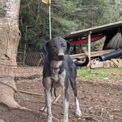 Tachyon, ebenfalls super muskulös (Hound)