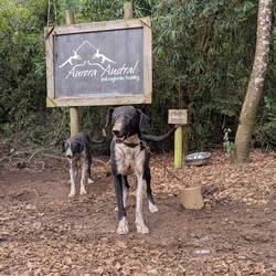 Photon, man beachte die Muskeln (Hound)