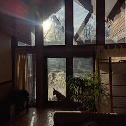 Ein kleiner Wolf vor der Tür (Shuri)