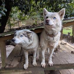 Gaia und Captain nach dem Training