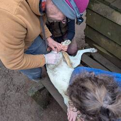 Verletzung nähen nach einem Kampf, Nebula