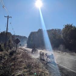 Dampfende Hunde beim Training