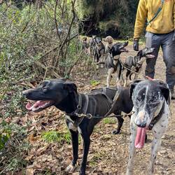 Leithunde Cheetah und Eris, direkt nach dem Laufen, und Konrad