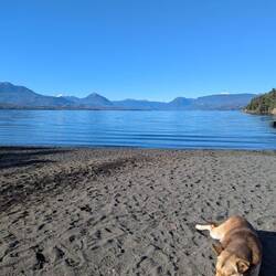 Strand in Lican Ray (Straßen Hund)