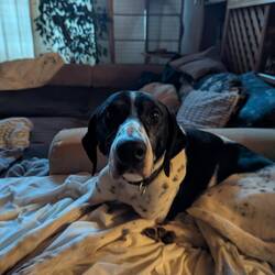 Eris, der Goldjunge durfte mal ins Haus