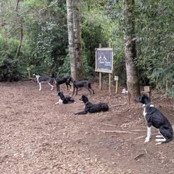Sie hören die anderen Hunde kommen (nach dem Training)