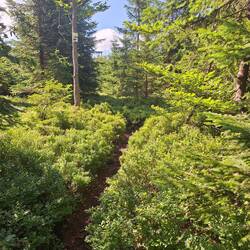 Mega toller Weg durchs Grün