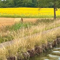 Sonnenblumen unterwegs
