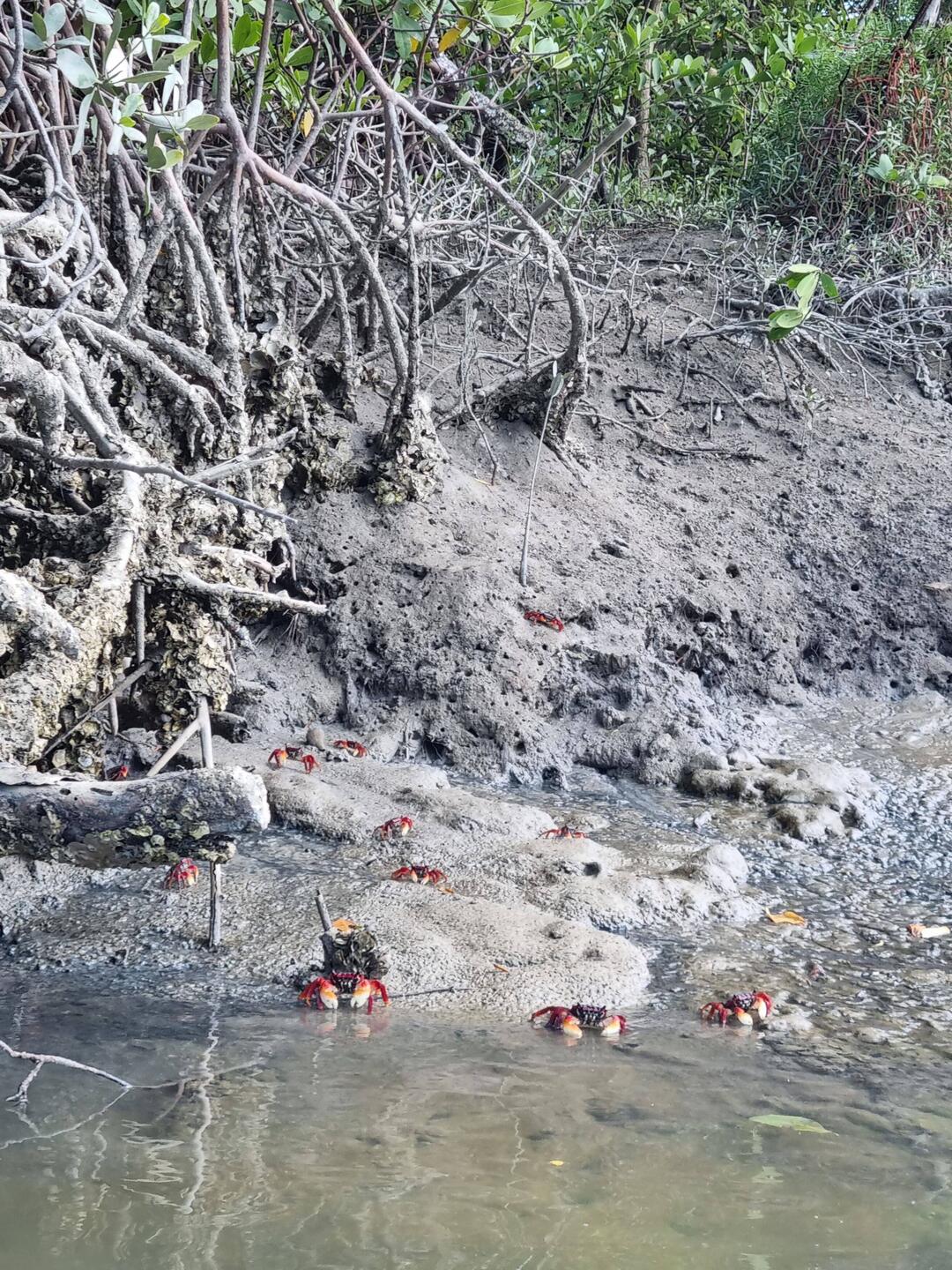 Cute little crabs in the mangroves