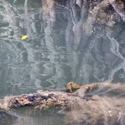 Sea horses
