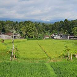 Munduk, Ausblick vom Balkon