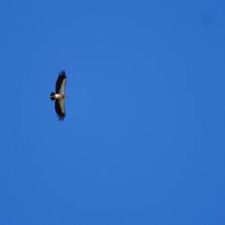 Sooo weit oben, da reicht auch mein Tele nicht