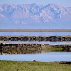 Panorama mit Murmeltierhintern
