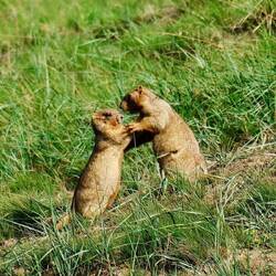 ...können die Kinmers spielen