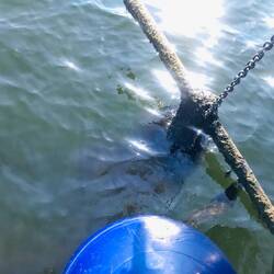 Der Stamm in der Kette gefangen