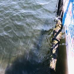 Die weisse Leine um den Stamm gelegt und dann angehoben bis die Kette abrutschen konnte