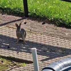 Unterm Schuppen lebt eine Hasen-Familie.