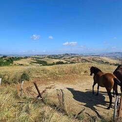 Paarden grazen op hoge hoogte. Wat een uitkijk hebben deze dieren