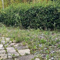 Und jetzt darf ich mich wieder dem Garten widmen, in den sieben Wochen ist es ordentlich gewachsen