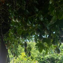 there are going to be a lot of passionfruits in summer