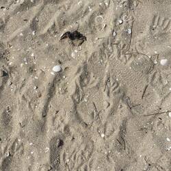 this crab has seen better times☠️