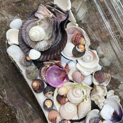 collected a lot of beautiful shells🐚