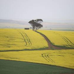...der auf den Hügeln bis zum Horizont steht