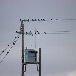 Das Naturreservat kommt näher, die Stromleitungen werden von Staren...