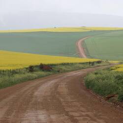 Hauptsächlich wird hier Raps angebaut...