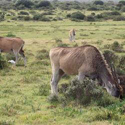 Ebenso die Elen-Antilopen