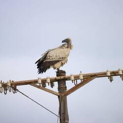 ...und Geiern besetzt