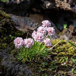 Kaum wird's warm, blüht es
