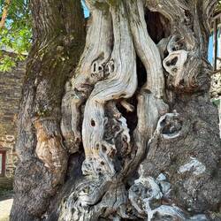Tree stump or sculpture?? In Ramil.