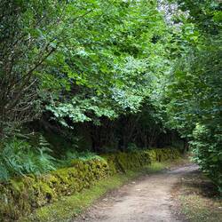 Another stone fence under that moss. I 💜 trees.