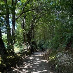 Tree tunnel. This downhill seemed to last forever.