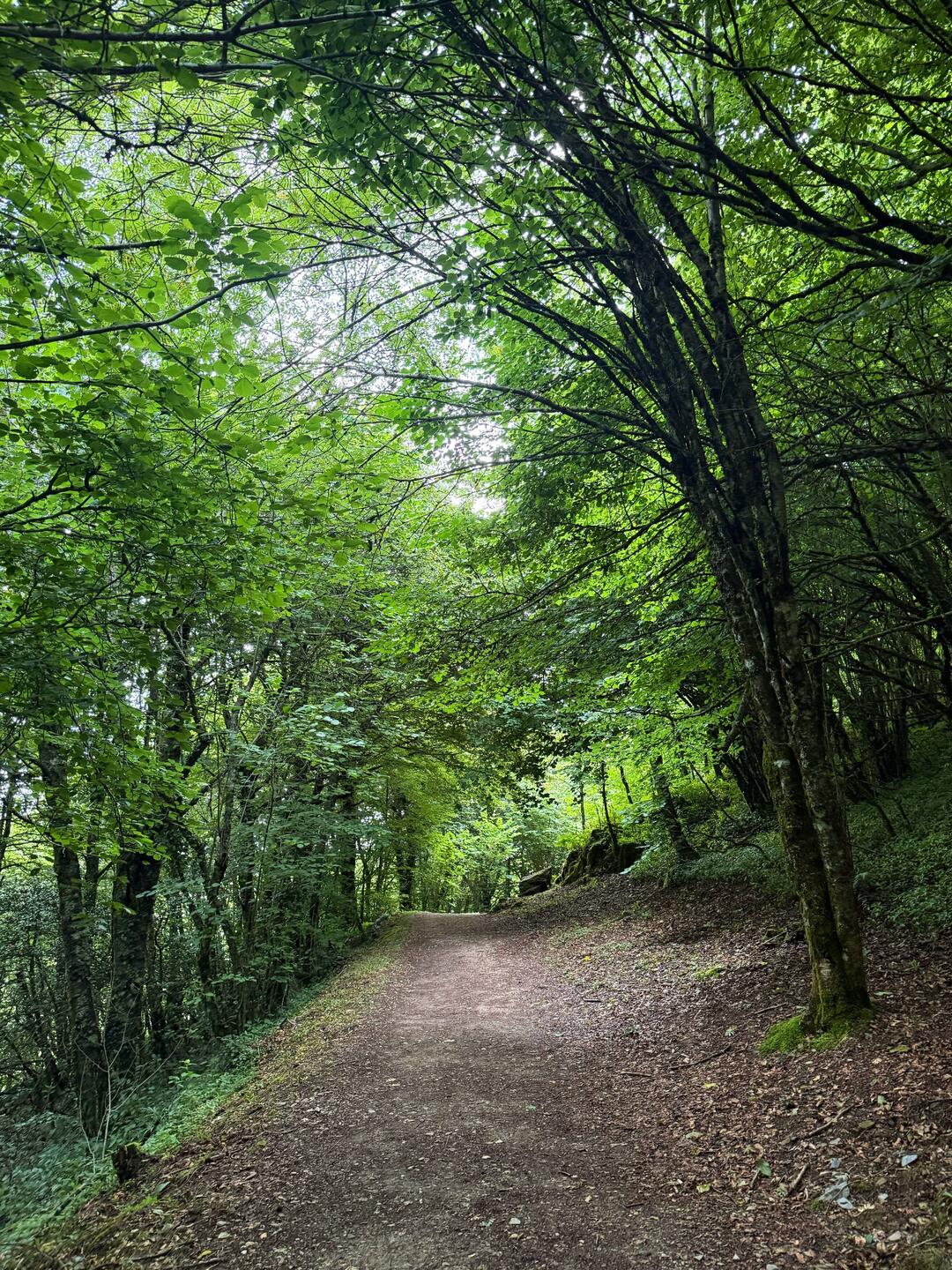 The early morning's trail