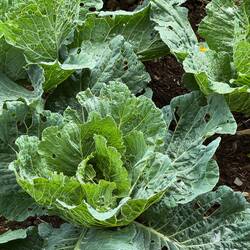 The gardens here are UNREAL.