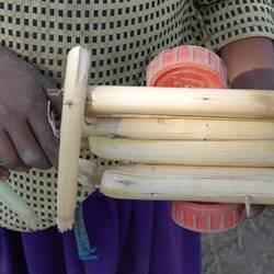 Spielzeug aus Maisrohr mit Dornen verbunden und Räder aus Plastikstöpseln