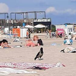 Es gibt hier vorwitzige Vögel am Strand ...