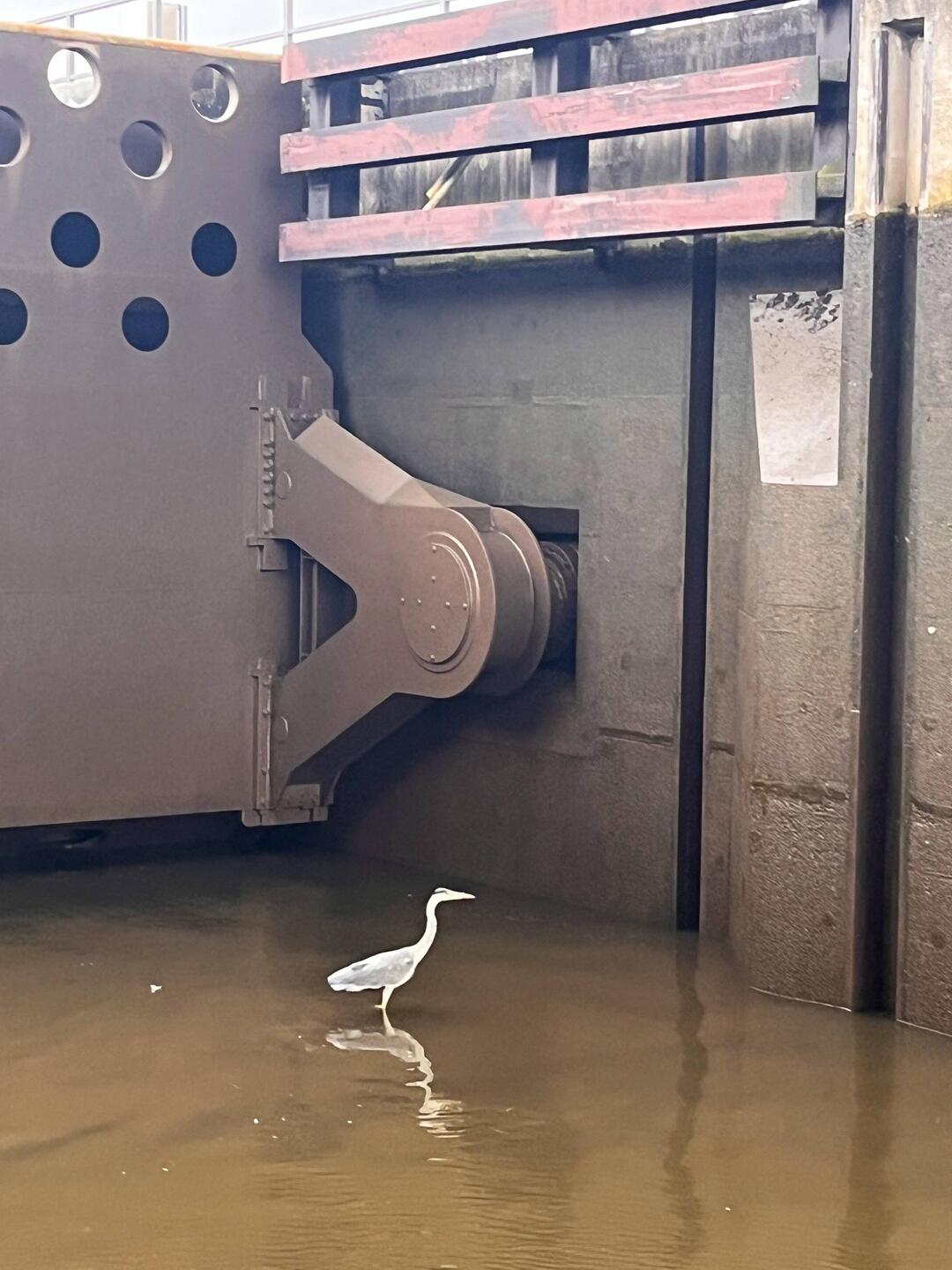 Reiher auf dem Drempel der Schleuse Saarbrücken im flachen Wasser; die Kammer ist 4,50 tief