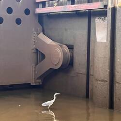 Reiher auf dem Drempel der Schleuse Saarbrücken im flachen Wasser; die Kammer ist 4,50 tief