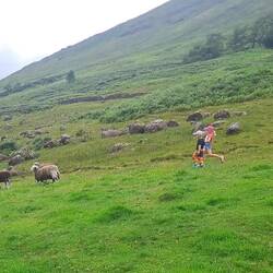 Die Schafe wollte leider nicht gestreichelt werden 😂