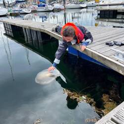 En connexion avec la méduse (morte)